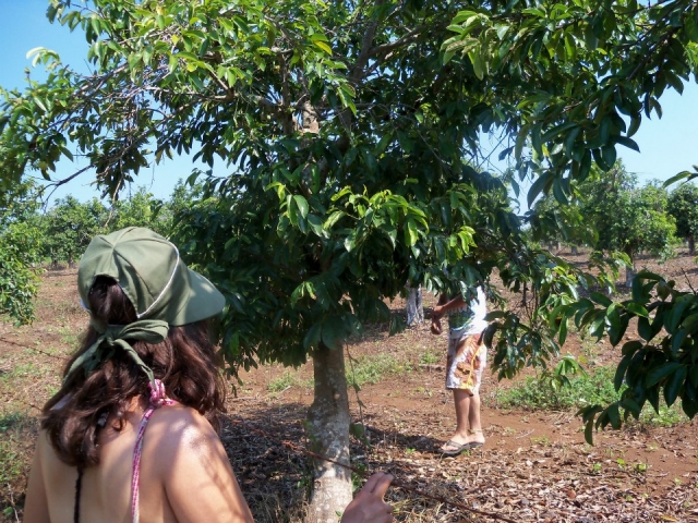 Podando los arboles